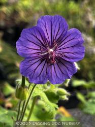 <i>Geranium platypetalum</i> ‘Turco’