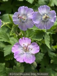 <i>Geranium phaeum</i> ‘Walküre’