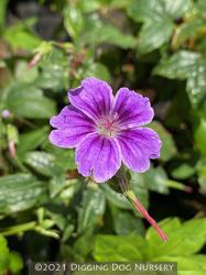 <i>Geranium nodosum</i>