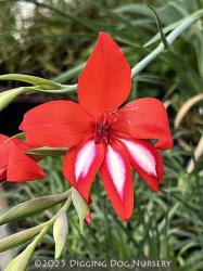 <i>Gladiolus</i> ‘Robinetta’