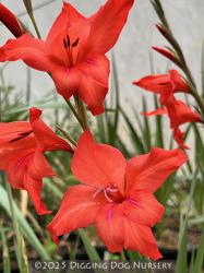 <i>Gladiolus</i> ‘Robinetta’