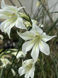 <i>Gladiolus tristis</i>