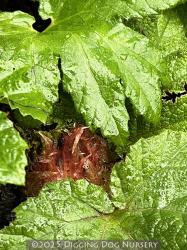 <i>Gunnera tinctoria</i>