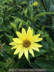 <i>Helianthus laetiflorus</i> ‘Lemon Queen’