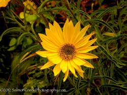 <i>Helianthus</i> ‘Undaunted (Tm) Lemon Max (Dakota Queen)’