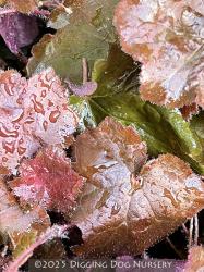 <i>Heuchera micrantha</i> var. <i>diversifolia</i> ‘Palace Purple’