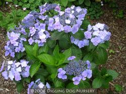 <i>Hydrangea macrophylla</i> ‘Blue Wave’