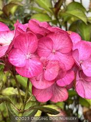 <i>Hydrangea macrophylla</i> ‘Horcos’