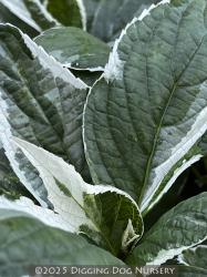 <i>Hydrangea macrophylla</i> ‘Mariesii Variegata’