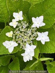 <i>Hydrangea macrophylla</i> ‘Shooting Star’