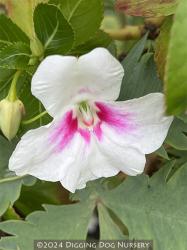 <i>Impatiens sodenii</i> ‘Flash’