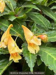 <i>Impatiens omeiana</i>