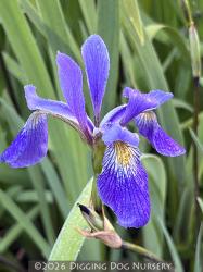 <i>Iris versicolor</i> &lsquo;Purple Flame&rsquo;