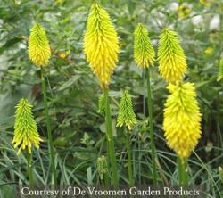<i>Kniphofia</i> &lsquo;Bees Lemon&rsquo;