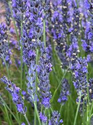 <i>Lavandula</i> x <i>x intermedia</i> ‘Grosso’