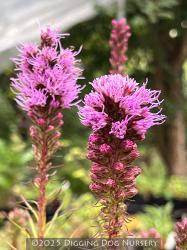 <i>Liatris spicata</i> ‘Kobold’
