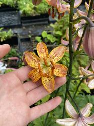 <i>Lilium martagon</i> ‘Guinea Gold’