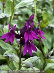 <i>Lobelia</i> ‘La Fresco’