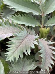 <i>Melianthus major</i> &lsquo;Antonow�s Blue&rsquo;