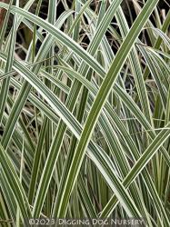 <i>Miscanthus sinensis</i> ‘Rigoletto’