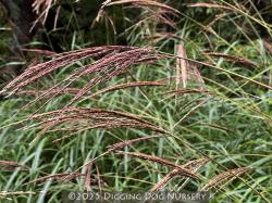 <i>Miscanthus transmorrisonensis</i>