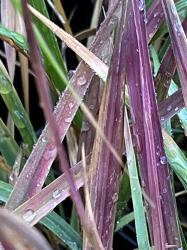 <i>Molinia caerulea</i> ssp. <i>caerulea</i> ‘Purple Infusion’