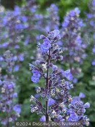 <i>Nepeta</i> x <i>faassenii</i> ‘Purrsian Blue’