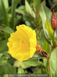 <i>Oenothera fruticosa</i> ‘Fyrverkeri (Fireworks)’