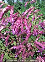 <i>Origanum</i> ‘Bristol Cross’