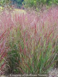 <em>Panicum virgatum</em>  &lsquo;Shenandoah&rsquo;