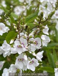<i>Parahebe linifolia</i>