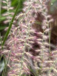 <i>Pennisetum orientale</i>