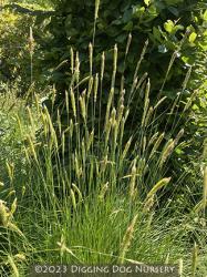 <i>Pennisetum spathiolatum</i>