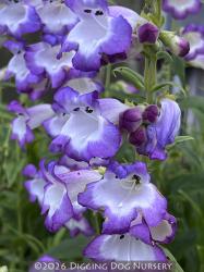 <i>Penstemon</i> ‘Violet Kissed’