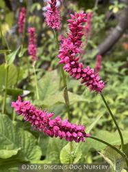 <i>Persicaria amplexicaulis</i> ‘Atrosanguinea’