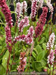<i>Persicaria affinis</i> ‘Dimity’