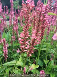 <i>Persicaria amplexicaulis</i> ‘Orange Field’