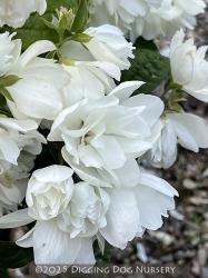 <i>Philadelphus</i> ‘Snowbelle’