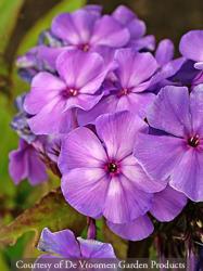 <i>Phlox paniculata</i> ‘Blue Paradise’