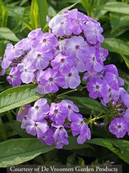 <i>Phlox paniculata</i> ‘David’s Lavender’