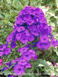<i>Phlox paniculata</i> ‘Nicky (Dusterlohe)’