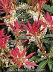 <i>Pieris</i> ‘Forest Flame’