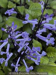 <i>Plectranthus</i> ‘Mona Lavender’