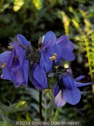 <i>Polemonium</i> &lsquo;Bressingham Purple&rsquo;