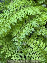 <i>Polystichum setiferum</i> ‘Herrenhausen’