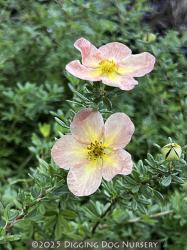 <i>Potentilla fruticosa</i> ‘Apricot Whisper’