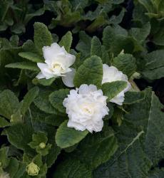 <i>Primula</i> x <i>polyantha</i> ‘Dawn Ansell’
