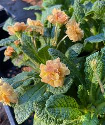 <i>Primula vulgaris</i> ‘Sunshine Susie’