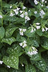 <i>Pulmonaria saccharata</i> ‘Sissinghurst White’