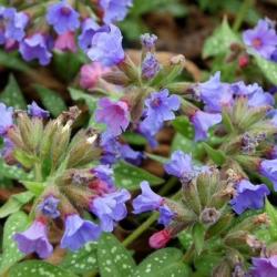 <i>Pulmonaria</i> ‘Trevi Fountain’